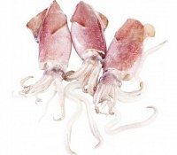 Мини-кальмары охлажденные цена за кг