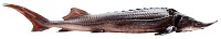 Осетр сибирский потрошеный с головой охлажденный 1,8-2,5 кг