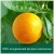 Крем-мыло Palmolive жидкое для рук Натурэль Витамин C Апельсин 300 мл